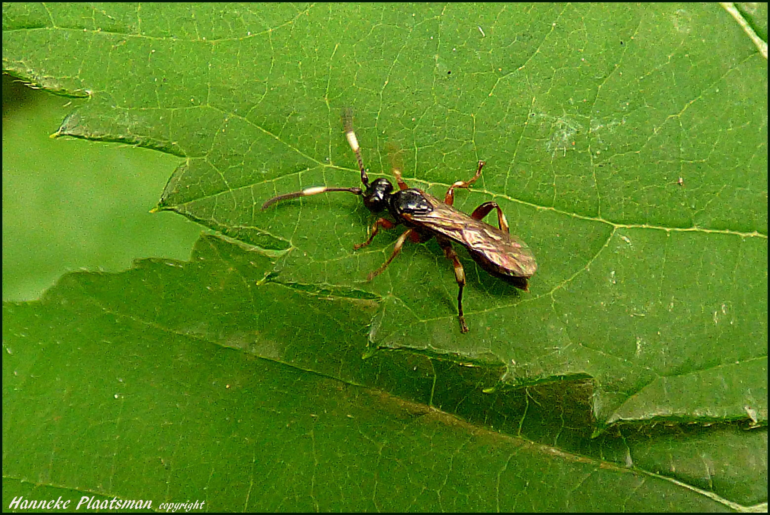 Goudkleurig minivliegje